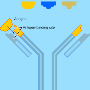 Antibodies
